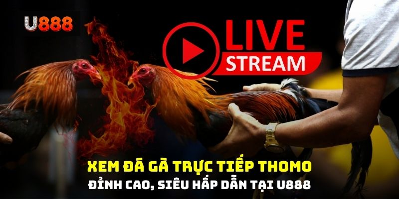 Hình 1: Tổng quan về đá gà trực tiếp Thomo tại U88